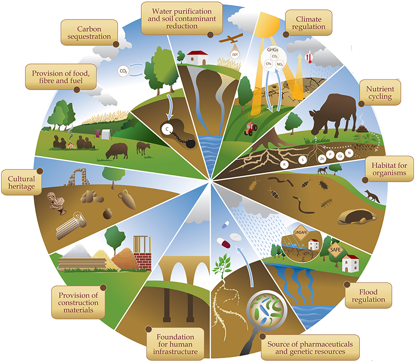 Figure 5: The main ecosystem services provided by soils (Food and Agriculture Organization of the United Nations). 