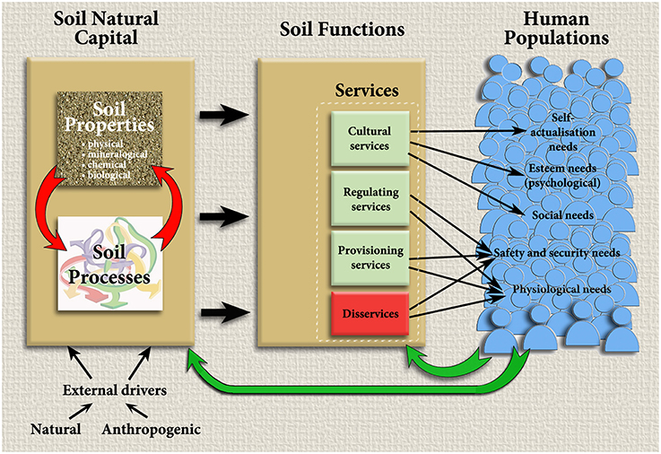 Figure 4: The proponents to ecosystem services from soil and how they provide to human populations. Millenium Ecosystem Assessment (2005)