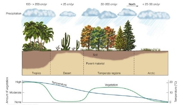 Figure 3: The effects of climate on soil formation and dominant vegetation type. 
Soils are he second most important influence on vegetation after climate (Thomson Higher Education (2007)