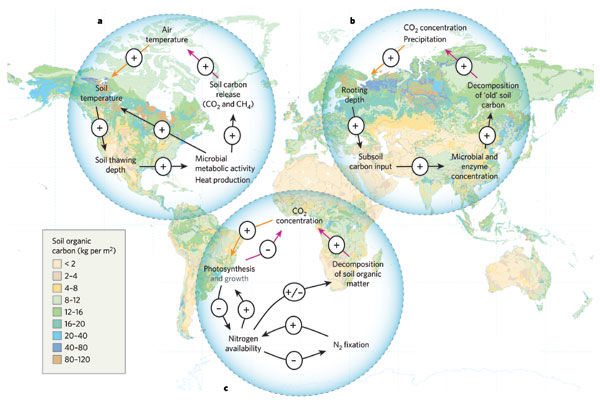 Figure 1: Three examples of positive feedback loops of carbon dioxide with terrestrial ecosystems overlaid on a global map of soil organic carbon (SOC) stocks. (Heimann and Reichmann, 2008).