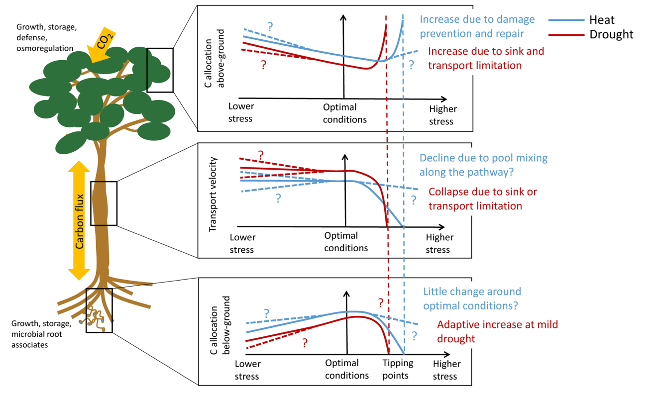 Figure 3. Heat and drought affect a plant's carbon allocation, and change depending on the stress condition of the plant. Under stress, heat and drought can shift plant carbon allocation above ground. View this image [here](https://academic.oup.com/treephys/article/35/6/581/1646587) from Sevanto and Dickman, 2015.