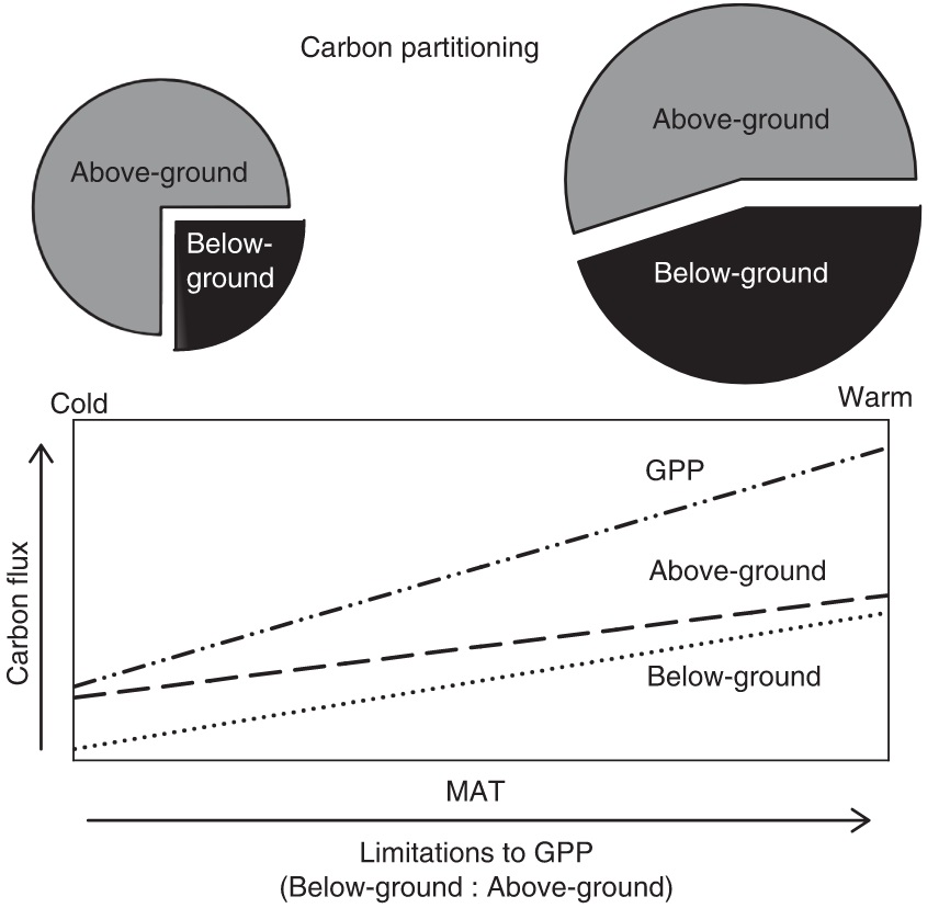 Figure 2. Carbon partioning between above and below ground mass in forests and pasture show increase in ratio of below-ground to above-ground mass in warmer regions of the world. View image [here](http://onlinelibrary.wiley.com/doi/10.1111/j.1365-2435.2008.01479.x/epdf) from Litton and Giardina, 2008.