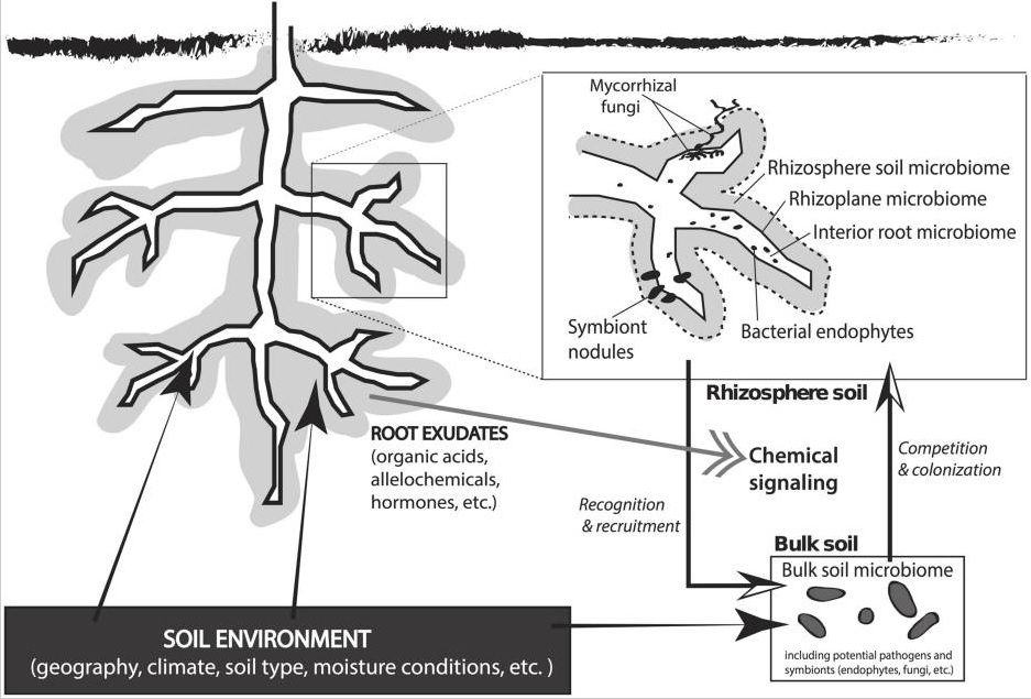 Figure 4. Interactions of root exuates with the rhizosphere which funtion to attract beneficial microbes and deter pathogenic microbes. View this image [here](https://www.researchgate.net/publication/264642727_The_rhizosphere_microbiota_of_plant_invaders_An_overview_of_recent_advances_in_the_microbiomics_of_invasive_plants) from Coates and Rumpho, 2014.