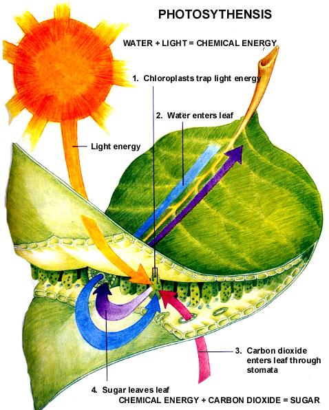 Figure 1. Photosynthesis within the leaf of a plant, producing energy in the form of sugar. View this image [here.](http://gleeson11biology.pbworks.com/f/1223346423/photosynthesis%20summary.jpg)
