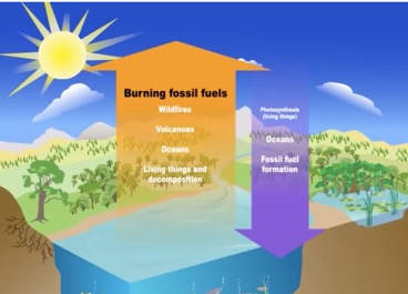 **Figure 2.** A simplification of the carbon cycle and how burning fossil fuels is upsetting the balance of this natural cycle.