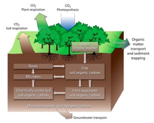 **Figure 1.** The figure above shows the fate of carbon utilized in a variety of systems, above and belowground.