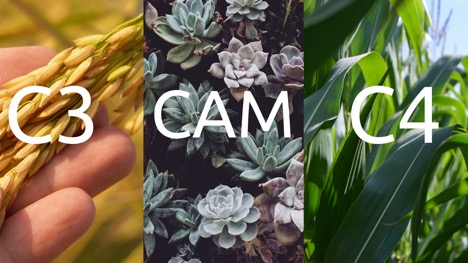 Figure 7. Examples of plants from each of the carbon pathways (C~3~=wheat, CAM=succulents, C~4~=maize).