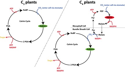 **Figure 4.** An overview on how C~3~ and C~4~  plants take in carbon. The majority of plants fall under the C~3~ pathway, but to learn more, read [Organic Geochemistry Journal Club--Papers and Cake](https://papersandcake.wordpress.com/2015/10/27/the-leaf-wax-composition-and-stable-carbon-isotope-values-of-conifers-should-we-care/), to learn more about advantages/disadvantages to each pathway.