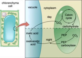 **Figure 5.** CAM plants are for more xerophytic plant species, and have similar steps compared to the C~4~ plants. Learn more [here](http://lifeofplant.blogspot.com/2011/10/c4-and-cam-photosynthesis.html) to dive into the details!