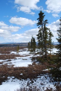 Figure 6. Carbon is not just above ground collected by plants, but stored in great abundance in the soils belowground. Places like Healy, Alaska (_picture above_), offers a glimpse at how even colder places store the greatest amount of carbon! Check out the [blog](https://www.polartrec.com/expeditions/carbon-balance-in-warming-and-drying-tundra/journals/2011-05-03) that tracks data up there.