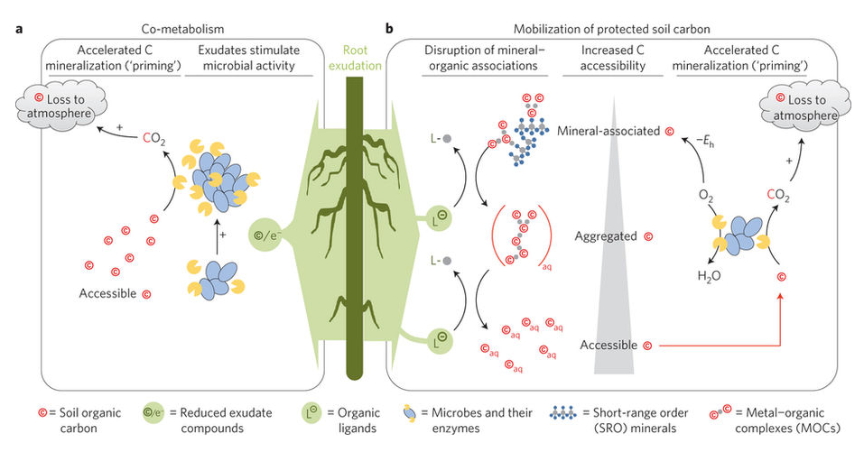 Figure 1, from Keiluweit et al, 2015