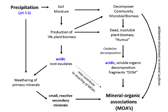 Figure 2, showing the causal relationship between moisture supply, plant biomass production, mineral weathering, and the formation of mineral–organic associations, from Kleber et al, 2015.