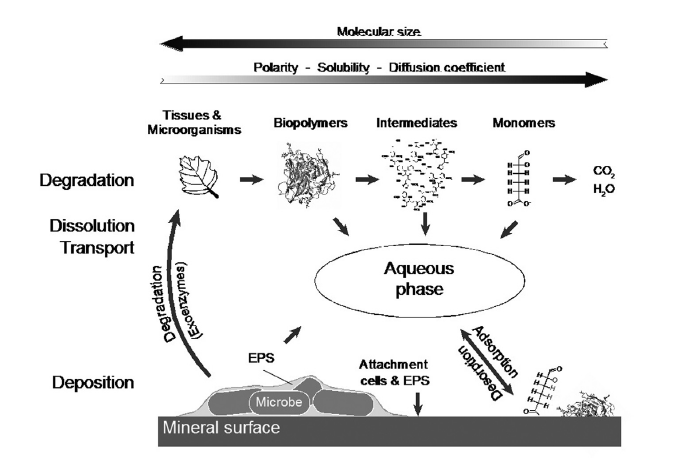 Figure 3, from Kleber et al, 2015.