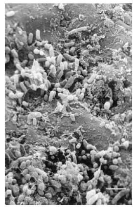 Figure 5 showing the heterogeneous soil landscape, from Or et al. (2007). DOI:10.1016/j.advwatres.2006.05.025