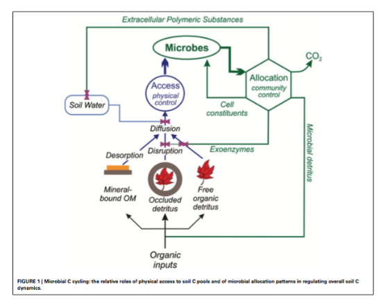 Figure 2, from Schimel and Schaeffer (2012). DOI: 10.3389/fmicb.2012.00348