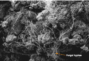 Figure 3, showing a soil microeggrate from https://www.extension.umn.edu/agriculture/soils/soil-properties/the-soil-is-alive/