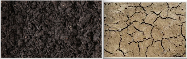 Dry Soil Vs Wet Soil