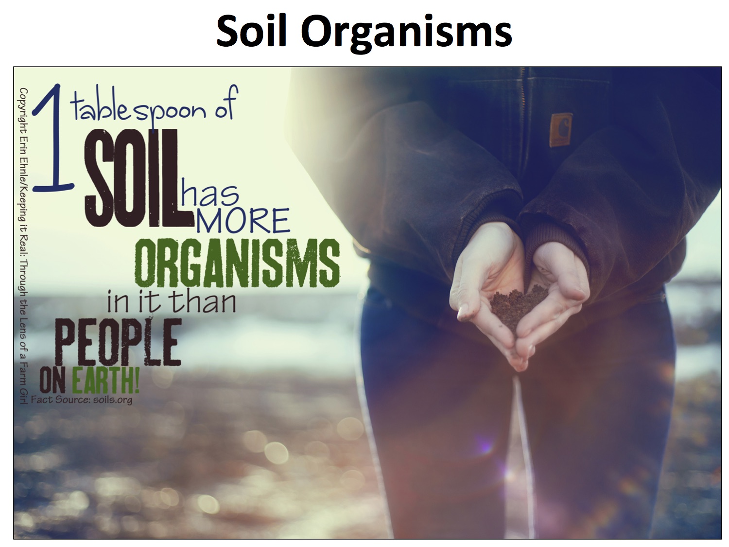 Soil organisms