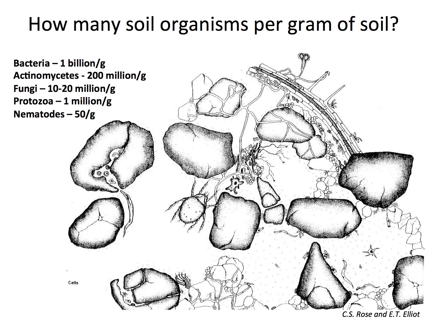 Soil organisms