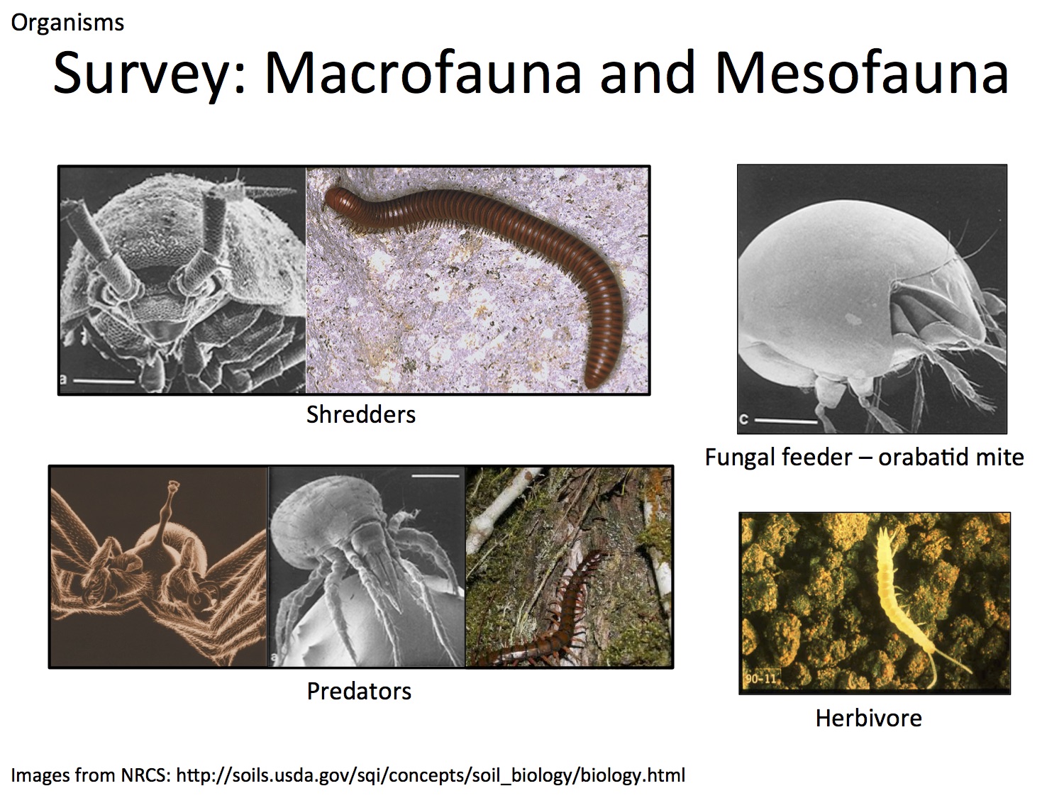 Soil organisms