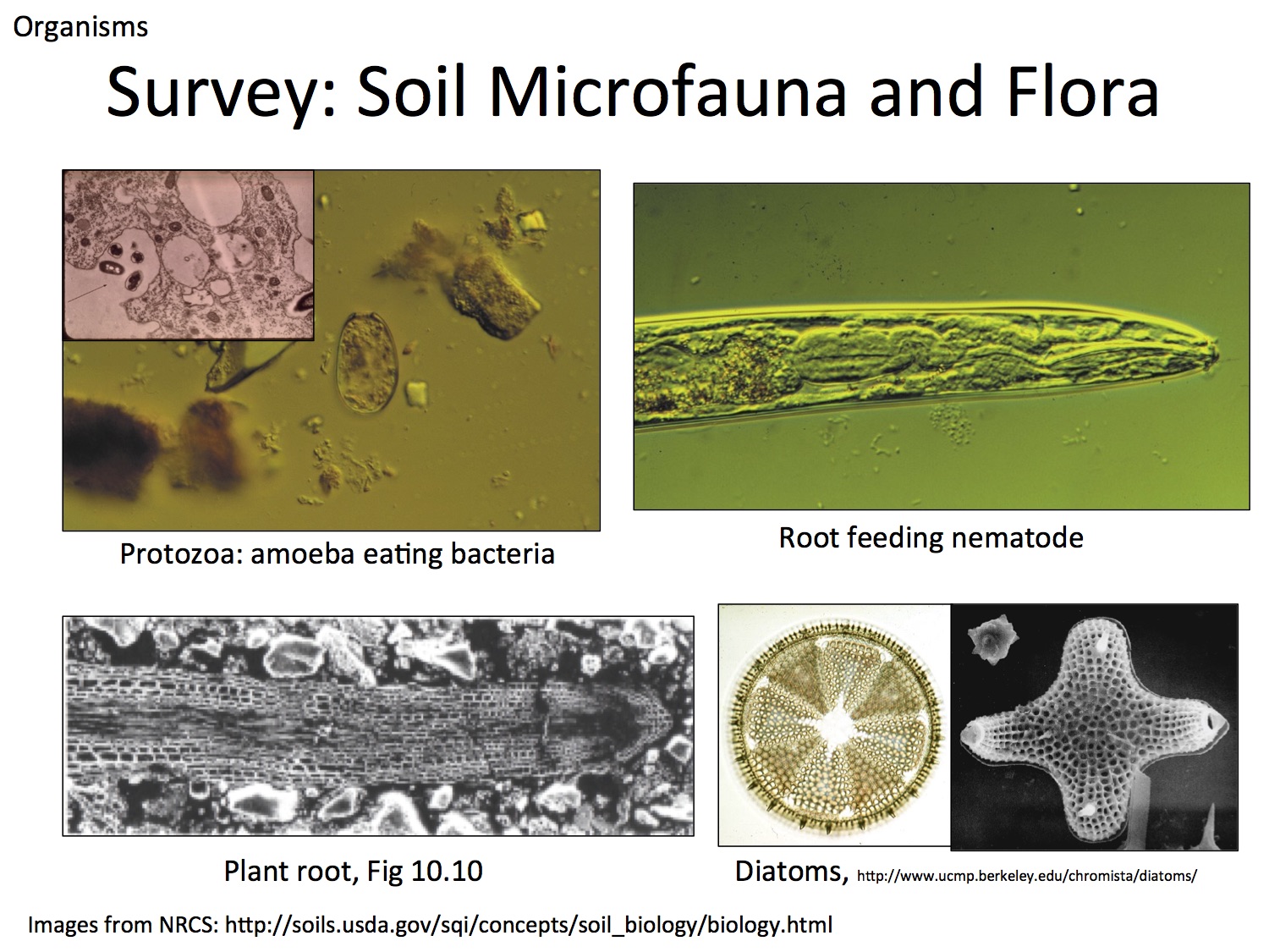 Soil organisms