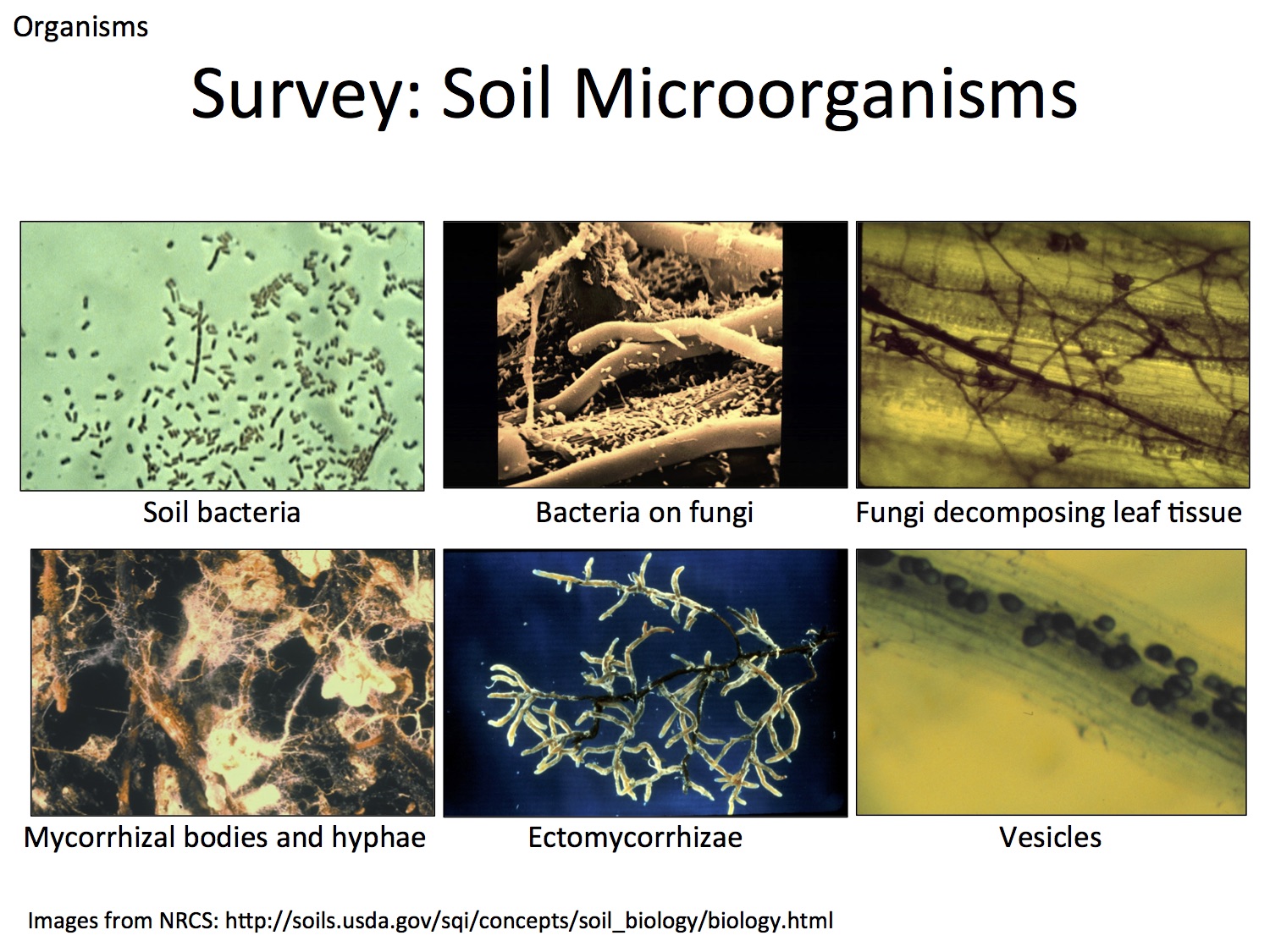 Soil organisms