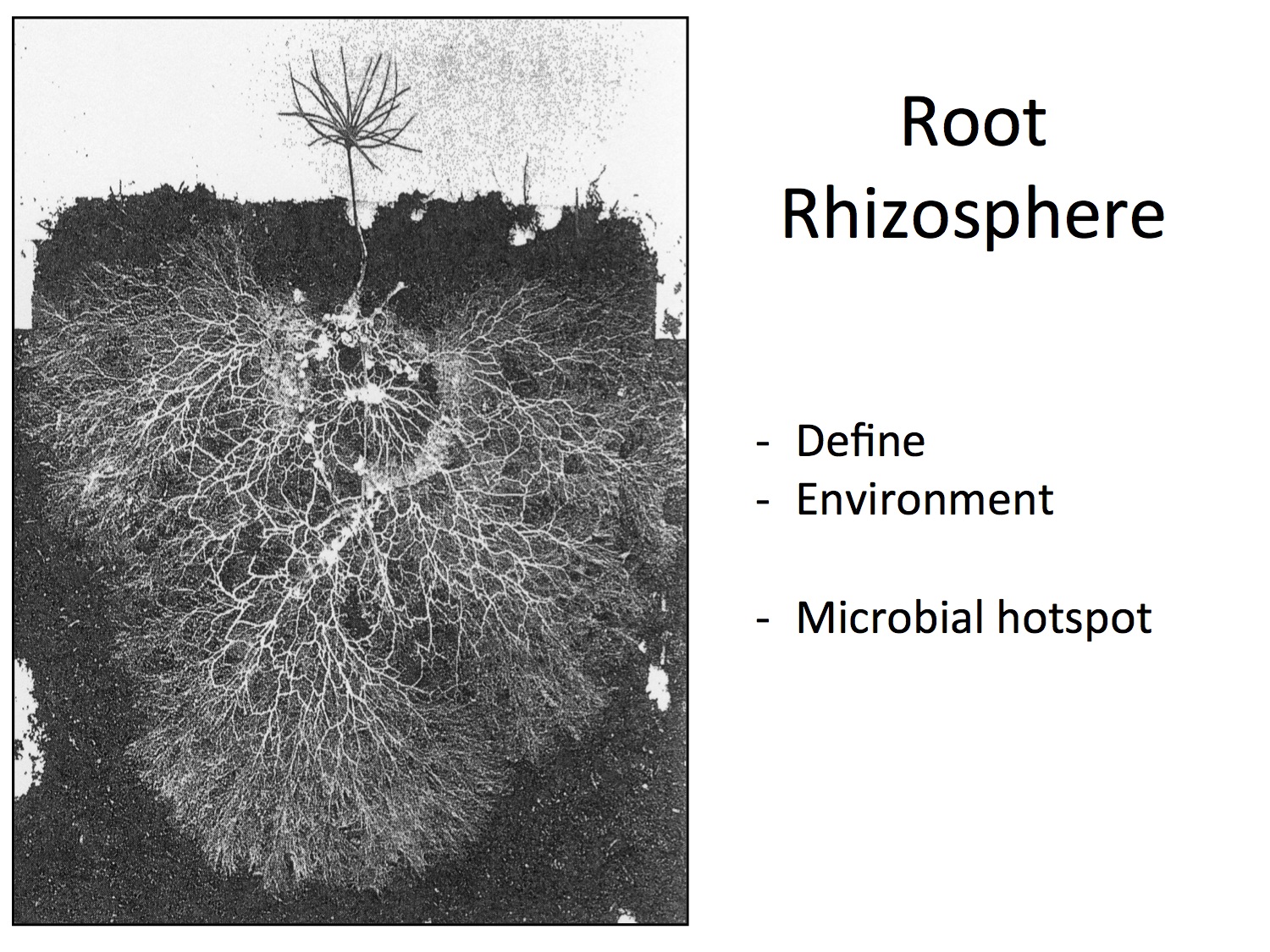 Soil organisms